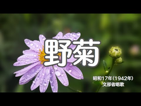 野菊　唱歌