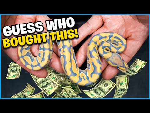 I Can’t Believe We Sold Our More Expensive Snake Of The Season !