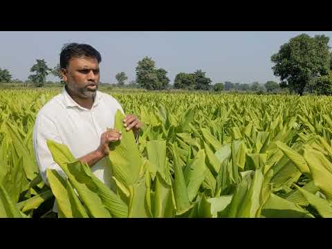 हळद पिकावरील समस्या व बेड