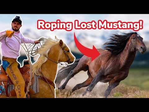 We Try to Catch a Rogue Mustang!