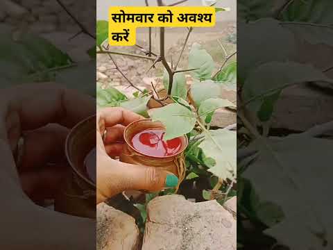 सोमवार को यह उपाय जरूर करें।#panditpradeepmishrajikeupay #shortvideo