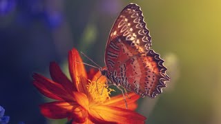 Peaceful Relaxing Instrumental Music, Meditation Calm Music "Butterfly Meadow " By Tim Janis