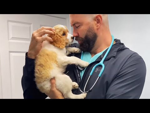 When Your Dog Starts Trusting The Vet! - Funniest Dog Reaction