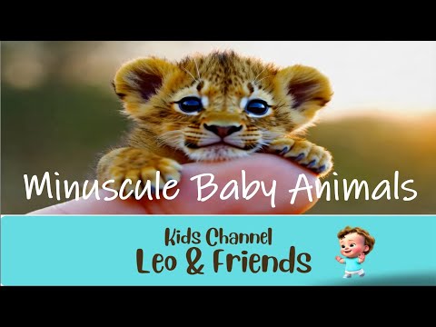 🐾 Tiny, Tiny Babies! | Minuscule Baby Animals 🎶💖