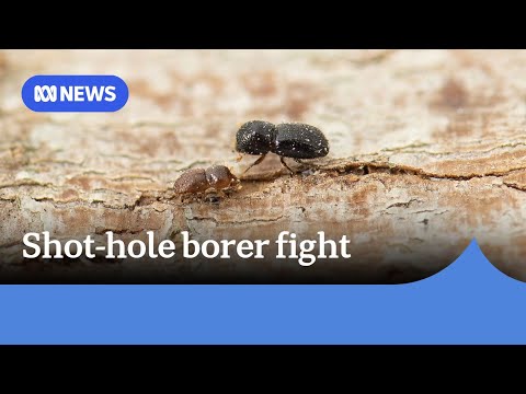 'Gag orders' on shot-hole borer infected trees should be abolished, say mayors | ABC News