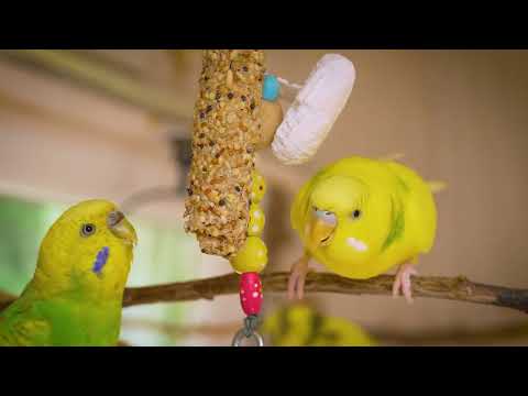 Music That Makes Lonely Budgies Happy and Sing Again