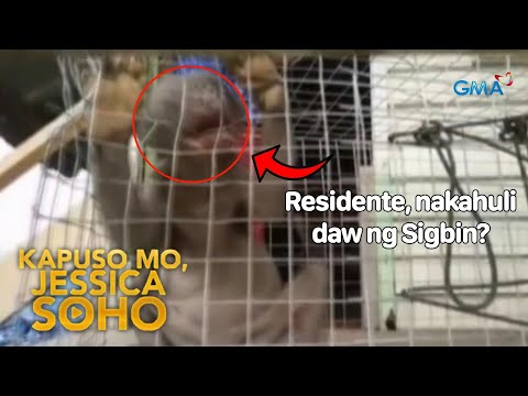 Sigbin, nahuli daw sa kulungan ng manok? • Kapuso Mo, Jessica Soho Full Latest PARODY Episode #kmjs