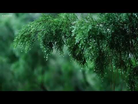 Rainy Day * Relaxing piano music with soft sounds of rain | Sleep, study, rest