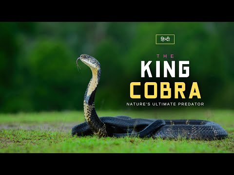 The King Cobra - Nature's Ultimate Predator - [Hindi] – Infinity Stream