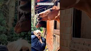 Dog and his animal friends #funny #funnypets #funnyvideo #pets #funnyanimals #dog #pets