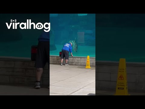 Dolphin Fascinated By Vacuum || ViralHog