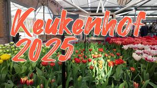 Keukenhof 2025: A Spectacular Display of Tulips & Spring Flowers!🌷✨