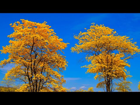 Fall Colors (No Sound) — 10 Hours of 4K UHD Drone Aerials