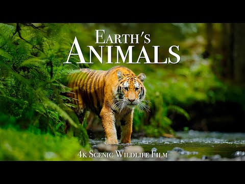 Earth's Animals - Scenic Wildlife Film with Inspiring Music