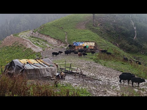 Nepali Mountain Village Life | Himalayan Shepherd Life | How To shepherd living in summer