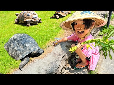 かえであーたんといろいろな動物に会いに行こう！バリ・サファリパーク　Kaede and Ahtan feed the animals at the Zoo