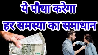 हर समस्या का समाधान इस पौधे के उपाय से सारी समस्या जड़ से खत्म #money