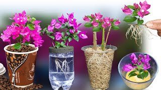 Can bougainvillea root without soil? here is the answer!