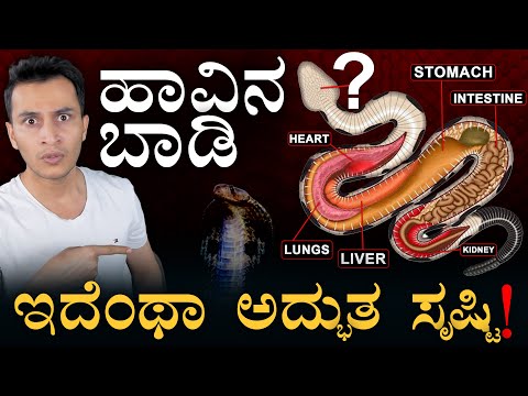 ಹಾವಿನ ಬಾಯಲ್ಲಿದೆ ಇಂಜೆಕ್ಷನ್! | Inside the Snake: Snake Anatomy Explained | Masth Magaa | Amar