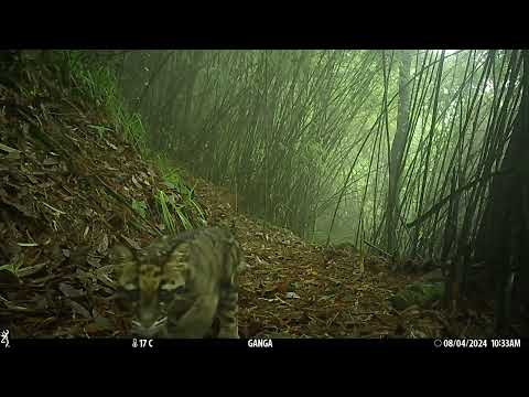 A Mother Clouded Leopard And Her Cub