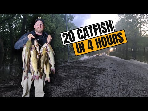 Slamming Catfish on a Flooded Road || river fishing || jay Pea Outdoors