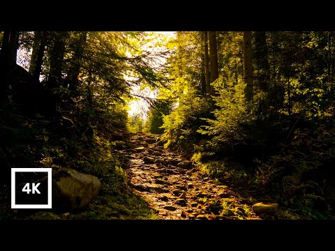 4K Forest Birdsong & Warm Sunlight | Relaxing Forest Ambience & Nature Sounds for Meditation