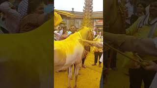 Jejuri Temple | Maharashtra’s Golden Shrine of Faith & Turmeric Blessings ✨🌄