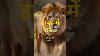 Hapur me शेर..? Sher in hapur#viralvideo #lion #hapur  #funny#vlog#top