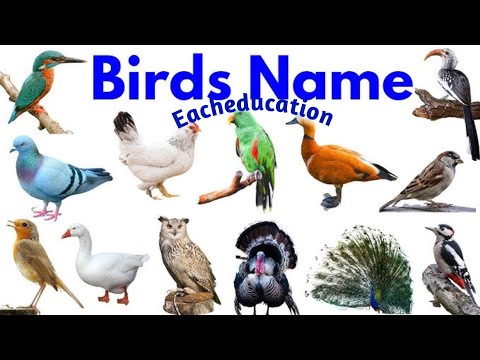 20 BIRDS NAME | Birds Name in English & Hindi | पक्षियों के नाम हिंदी & अंग्रेजी | Birds Vocabulary