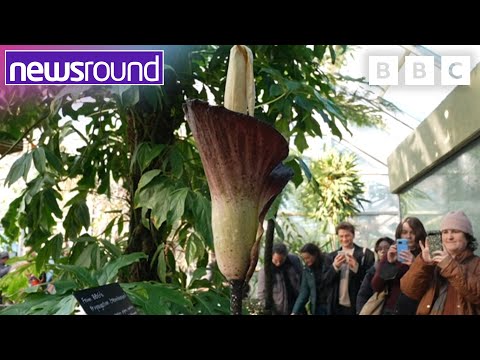 Zoo Animal Spa Day, Smelly Flowers and Self-Directed Learning | Strange News | Newsround