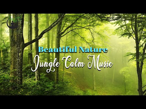 Beautiful River on a Jungle Calm Music | Easy YouTube Listening