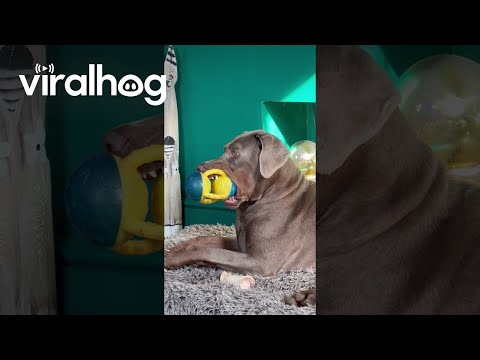 Dopey Doberman Squeaks Toy || ViralHog