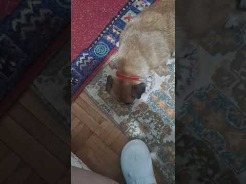 my dog (YOU CAN USE THIS AUDIO!)