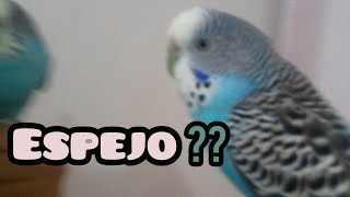 ESPEJO EN AVES - ¿Positivo o Negativo? - Petite Animals