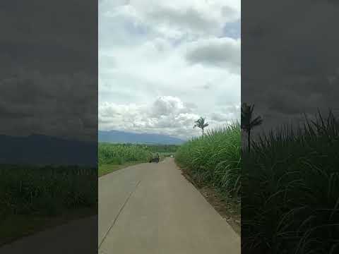 #travel #travelvlog #negrosoccidental #nature #naturelovers #green #sugarcane