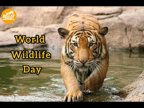 It's #WorldWildlfeDay!