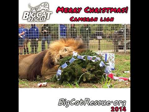 Cameron lion Christmas 2014