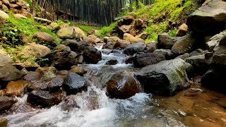 Rejuvenating River Stream Sounds for Stress Relief and a Restful Night's Sleep | LuLu Sounds L1