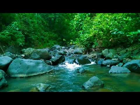 Forest River Stream , Flowing Water , ASMR Water Sound For Anxiety