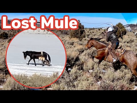 I lost an EXPENSIVE mule: Vlog #30