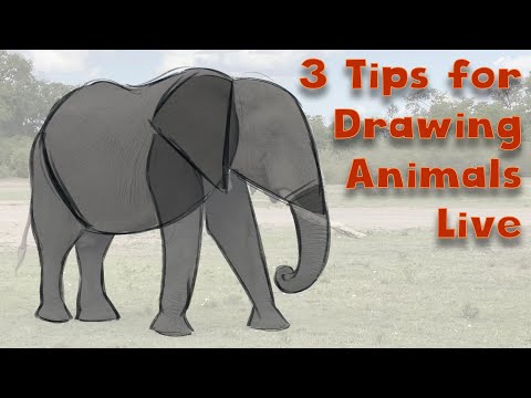 3 Tips for Drawing Animals From Life