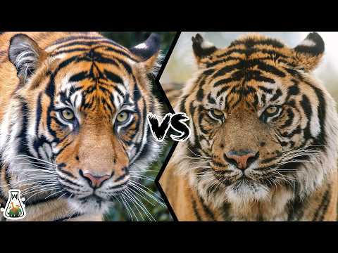 Bengal Tiger vs Sumatran Tiger - Who Would Win?