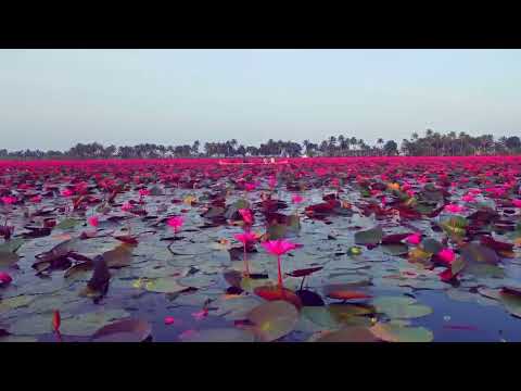 Boat on the water lily paradise | Malarikkal, Kottayam, Kerala