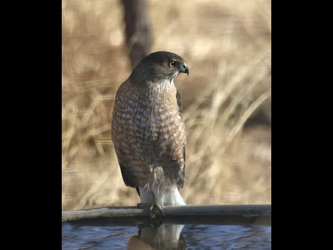 Water tank along the creek. Birding Chiricahua mountains south eastern Arizona.