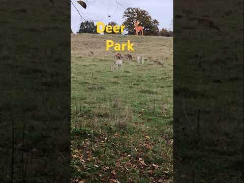 🦌Deer Park #shorts #animals #park #country #uk #nature