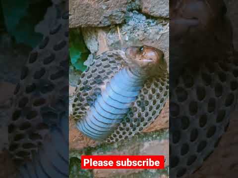 King cobra || in wall hole #short #snake #shortfeed