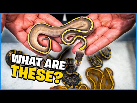 These Snakes Have Me Confused !!