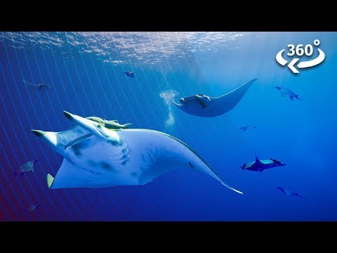 Diving Underwater With Elusive Devil Rays