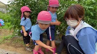 認定こども園ひかり幼稚園　ミニトマトの収穫🍅