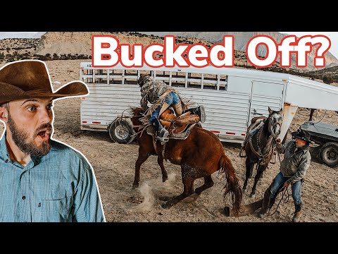 Cow Head-Butts My Mule, on Cattle Drive! Vlog#: 37